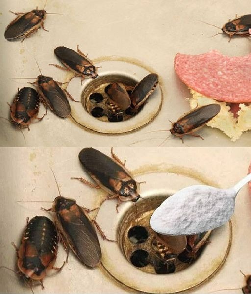 How to Eliminate Fleas, Ants and Cockroaches from Home Forever Ingredients: