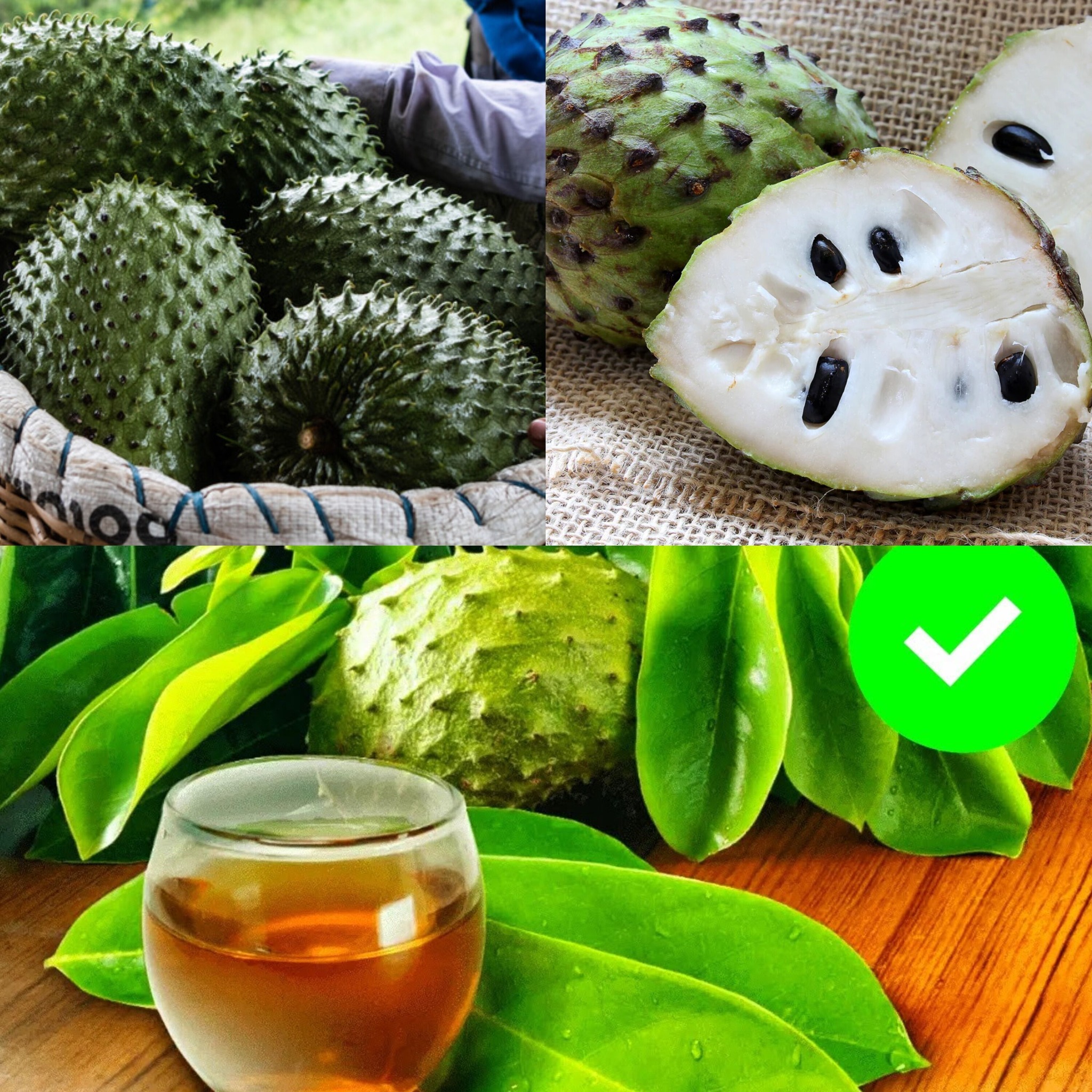 Drink Soursop Tea Every Day and This Will Happen Incredible Benefits!