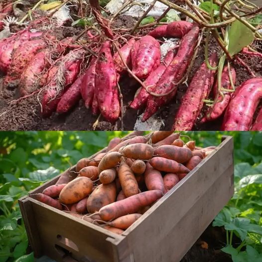 A Comprehensive Guide to Growing Sweet Potatoes in Soil Bags