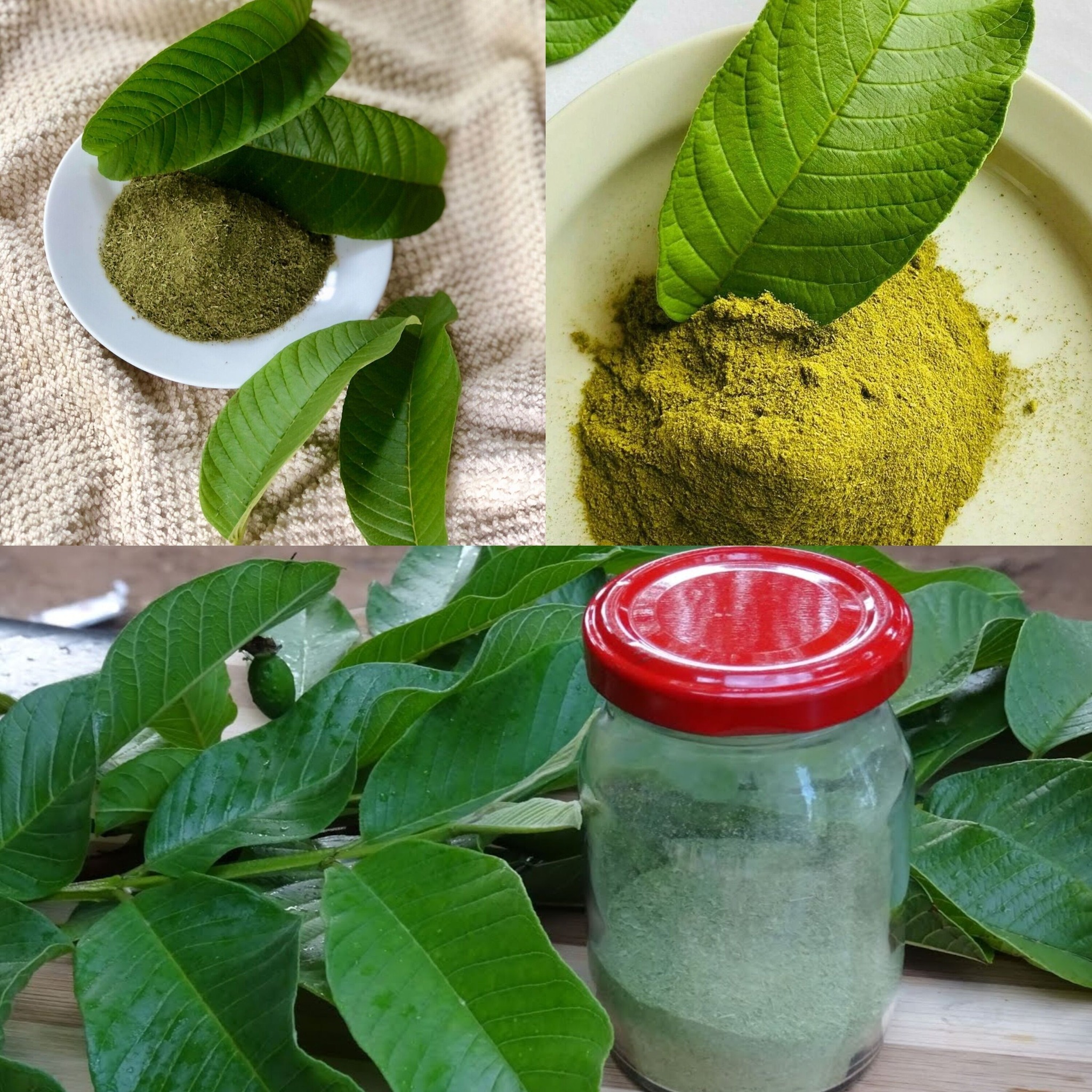 How to Make Guava Leaves Powder: A Simple Guide