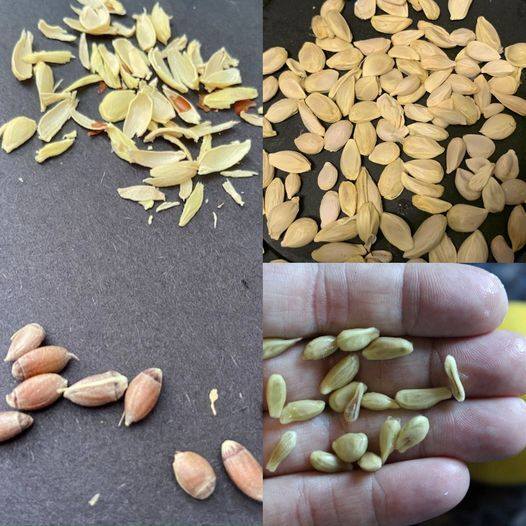 Discovering the Hidden Gems in Lemon Seeds