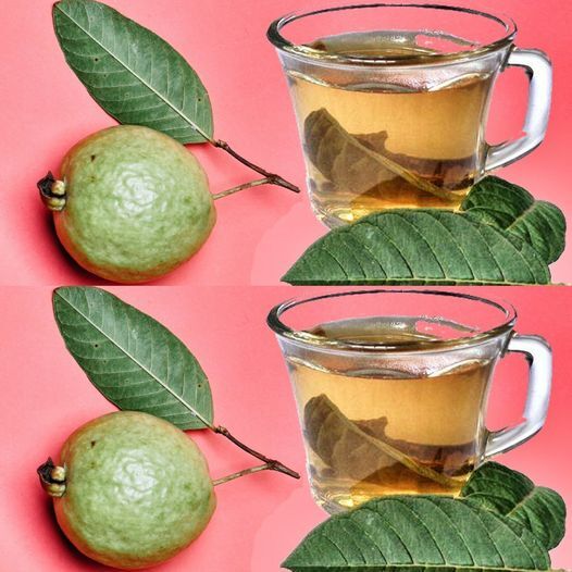 Guava Leaf Tea: A Powerhouse of Health Benefits