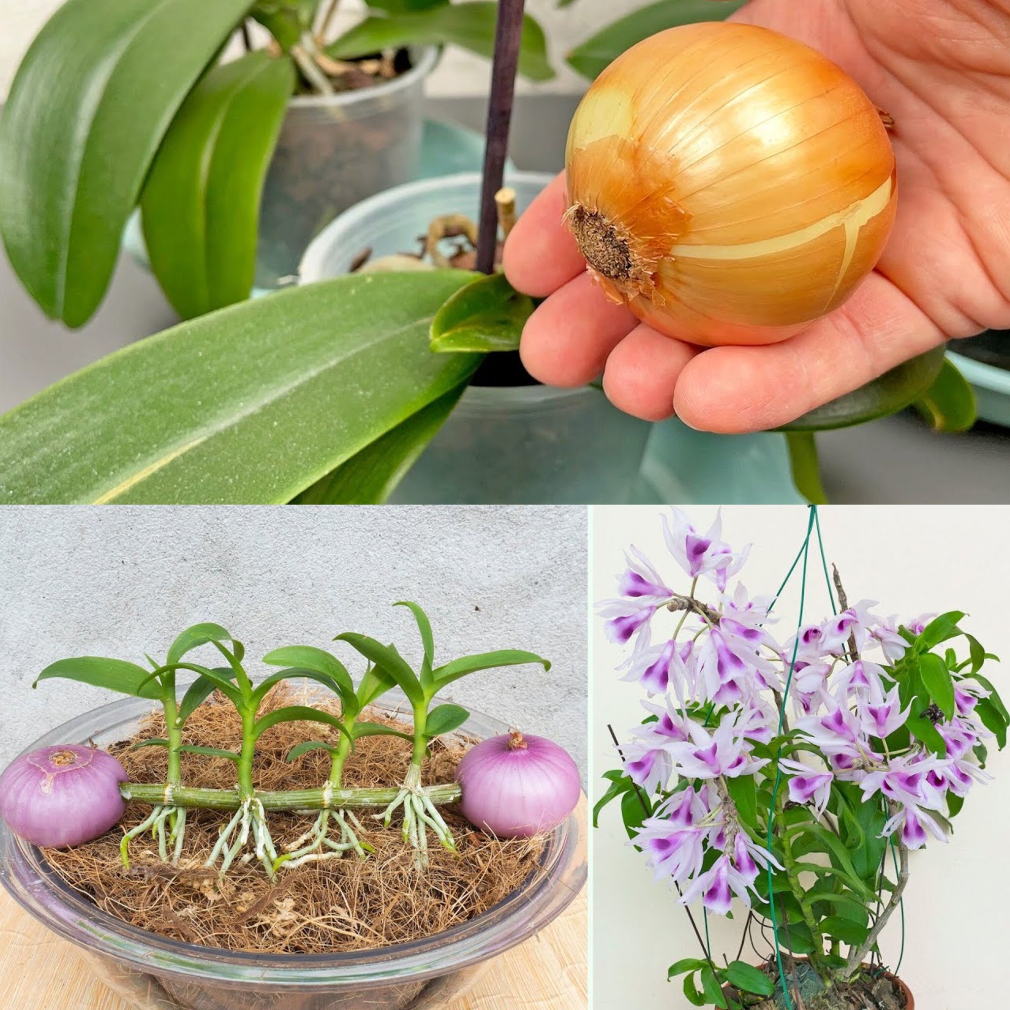 Just 1 Onion! And Your Orchid Blooms Continuously All Year Round! (Did You Know That?)