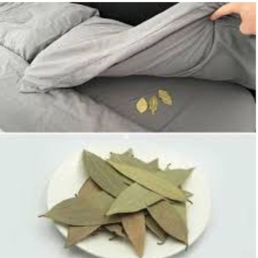 Benefits of a Bay Leaf Under Your Pillow: