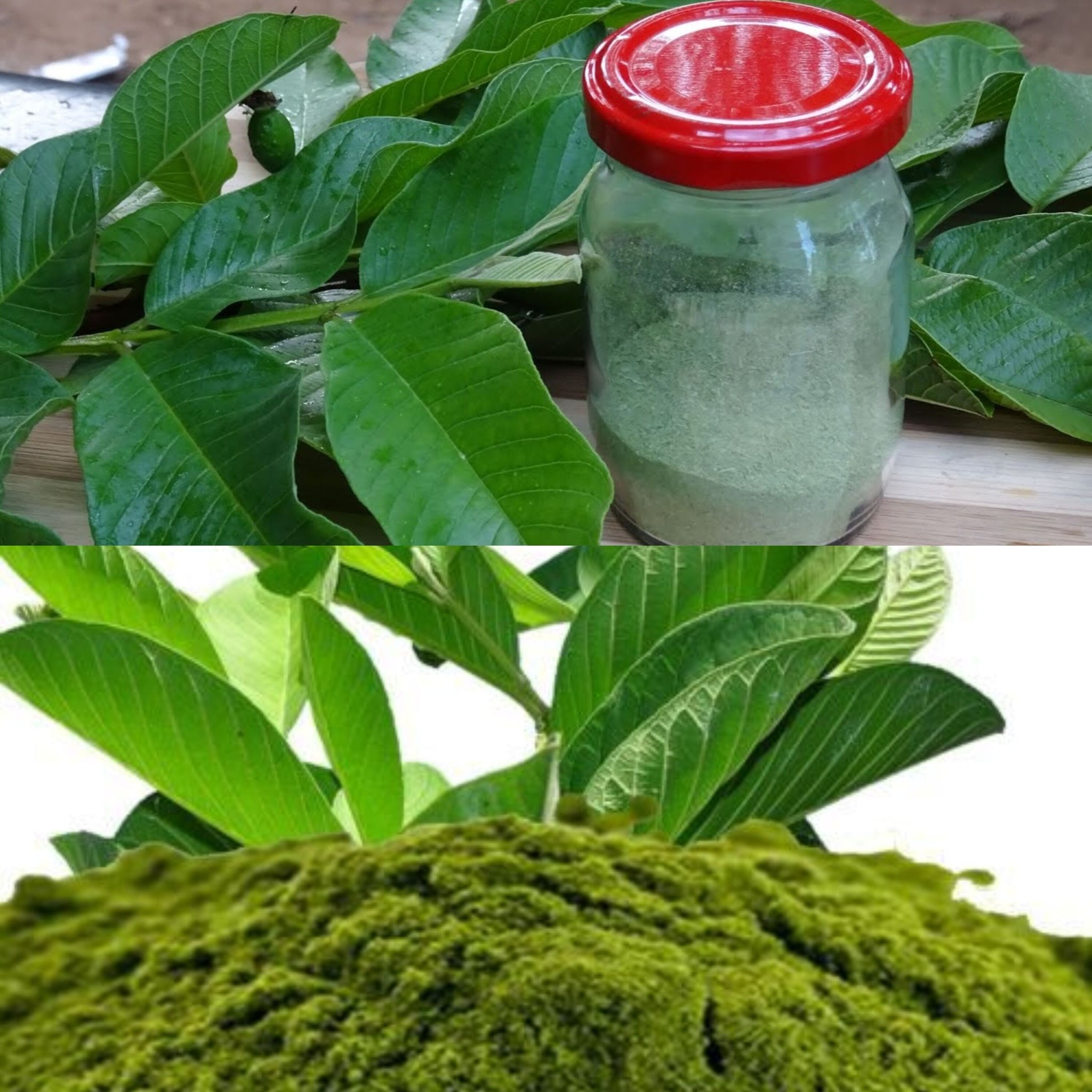 How to Make Guava Leaves Powder at Home (Did You Know That?)