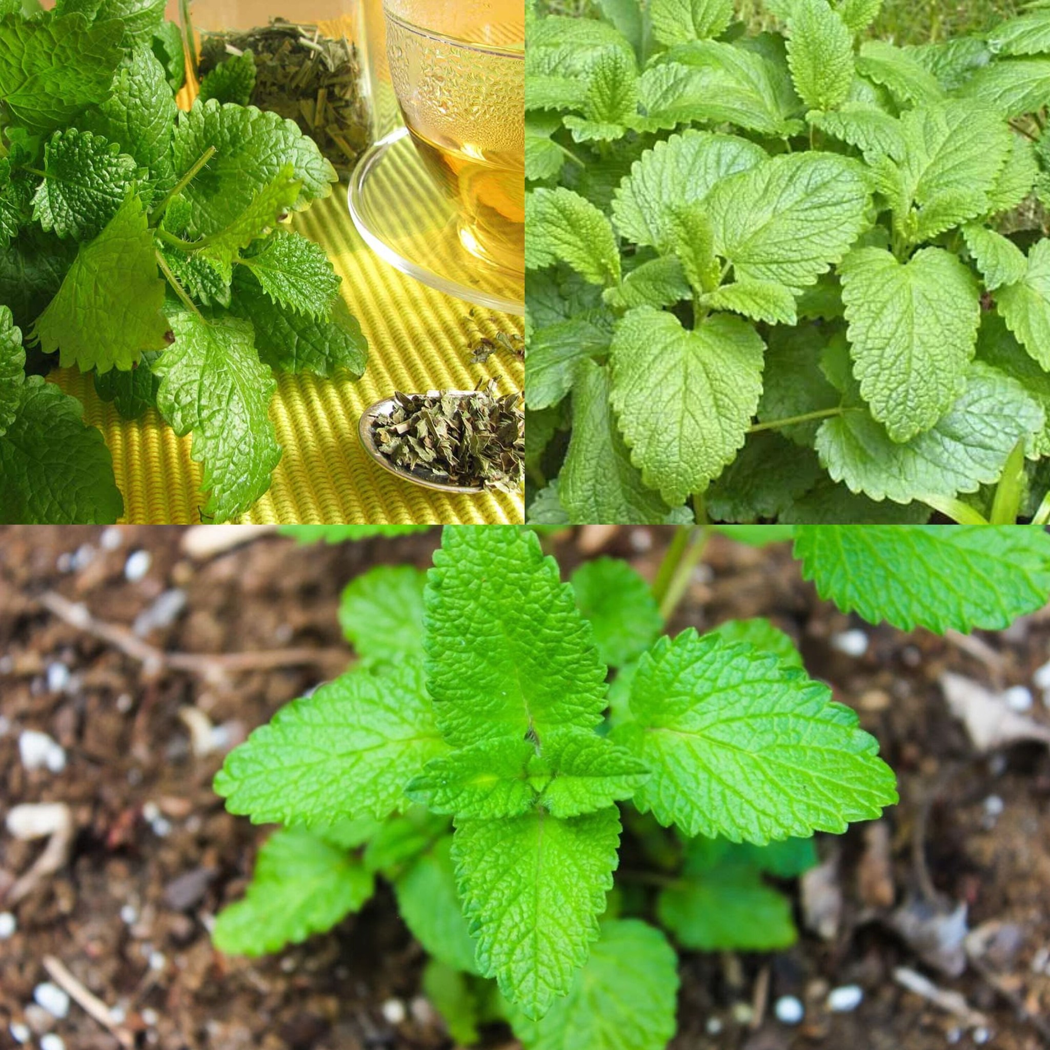 Lemon Balm: Peaceful Sleep and Calm for the Mind