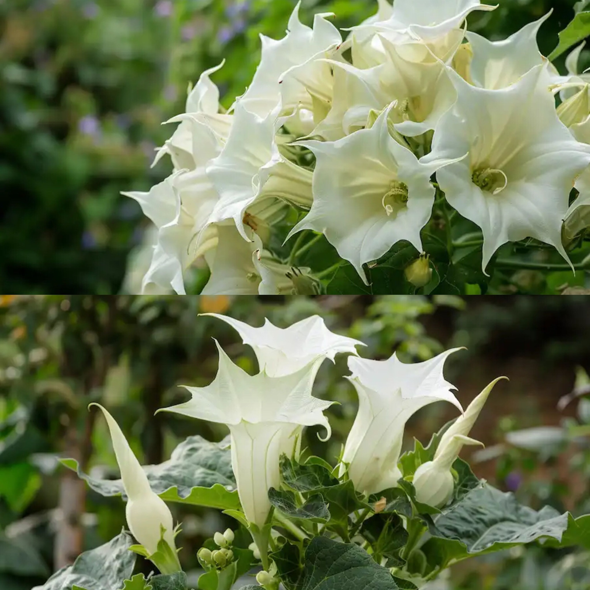 Beware the Beauty: The Dangerous Datura Stramonium in Our Gardens