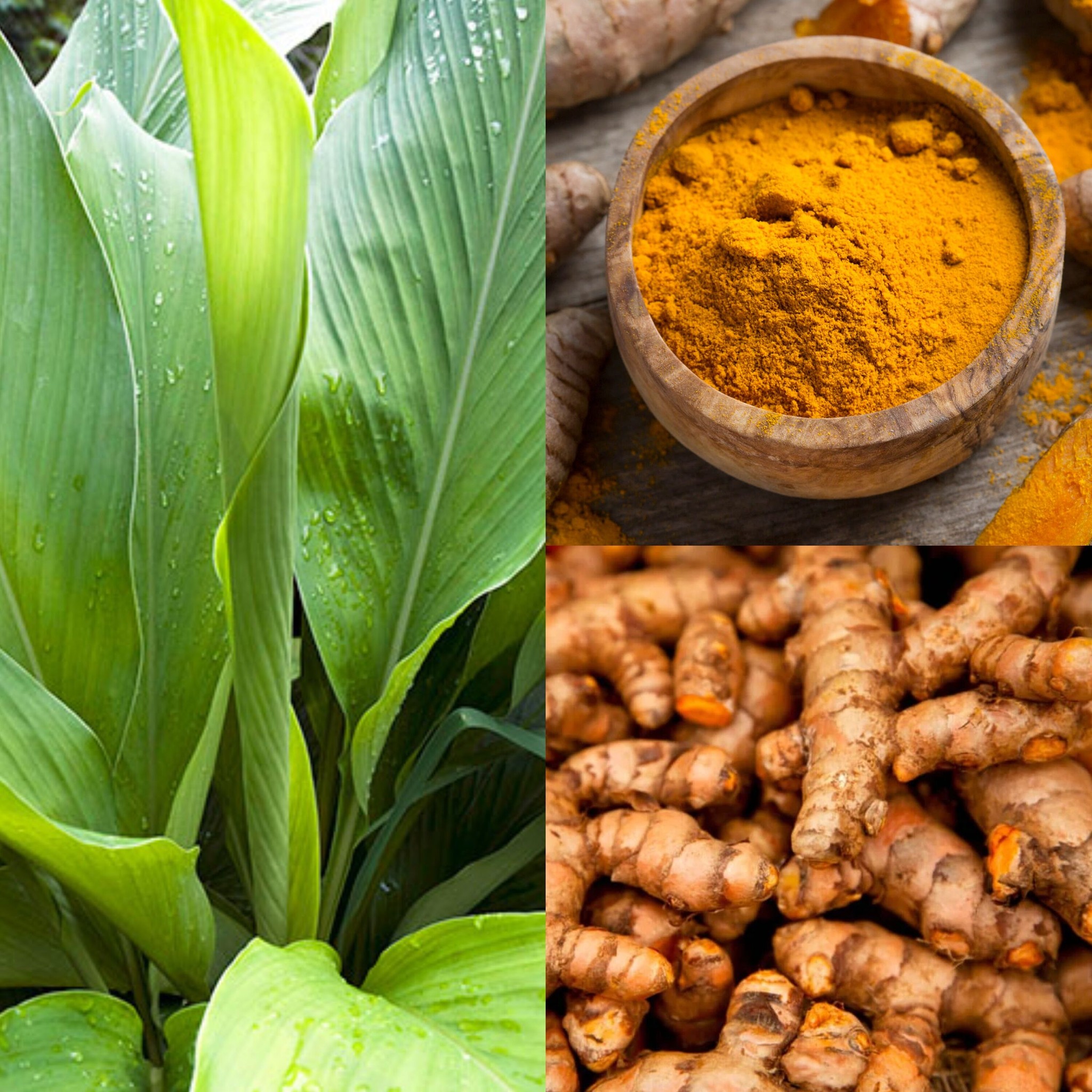 Here’s Why Diabetes Fears This Like Fire! Superfoods Against Diabetes… Including Turmeric