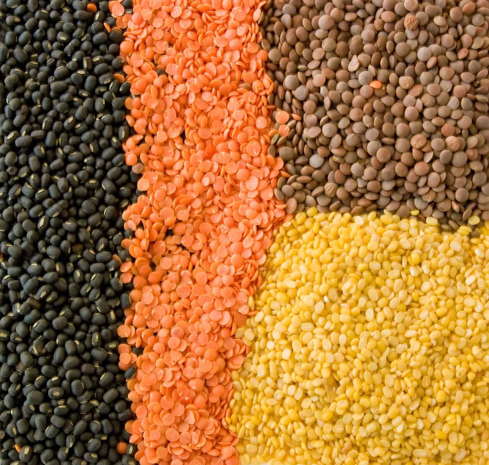 Lentils: The Number One Food You Should Be Eating