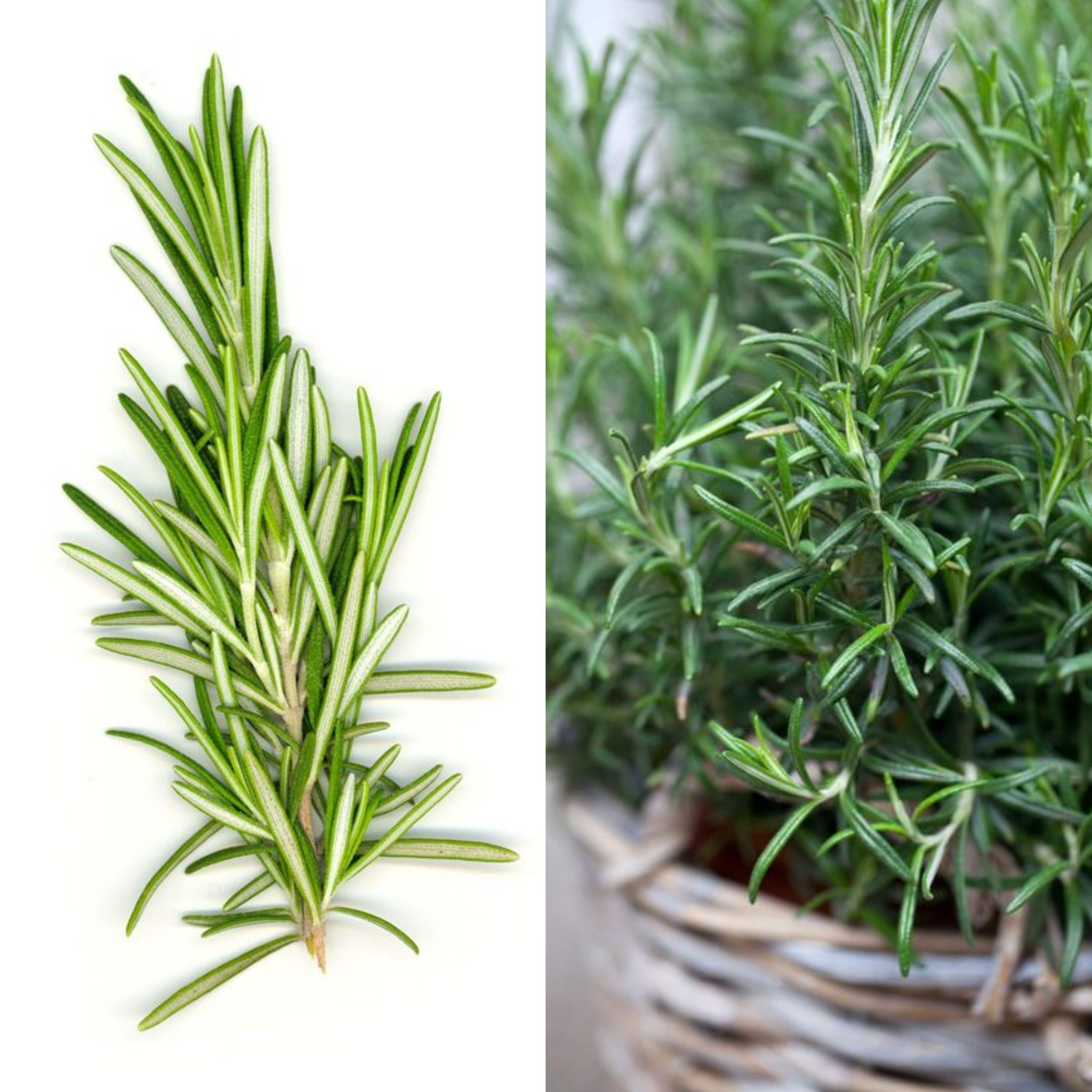 Rosemary: A Herb with Many Uses