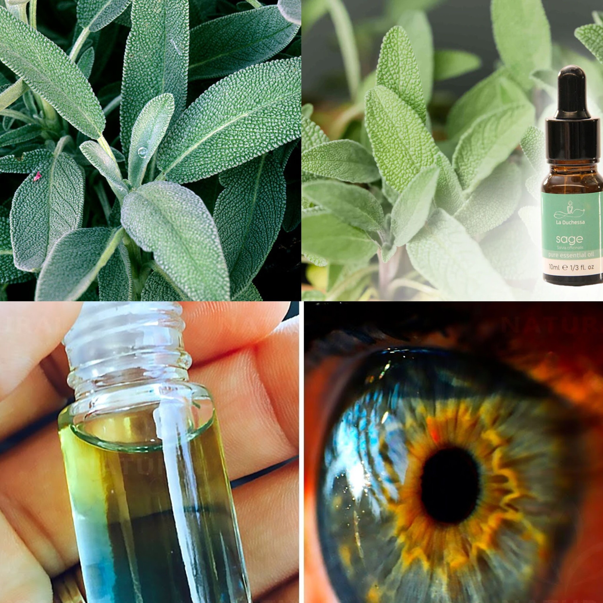 Improving Vision Naturally with Sage Oil: A How-To Guide