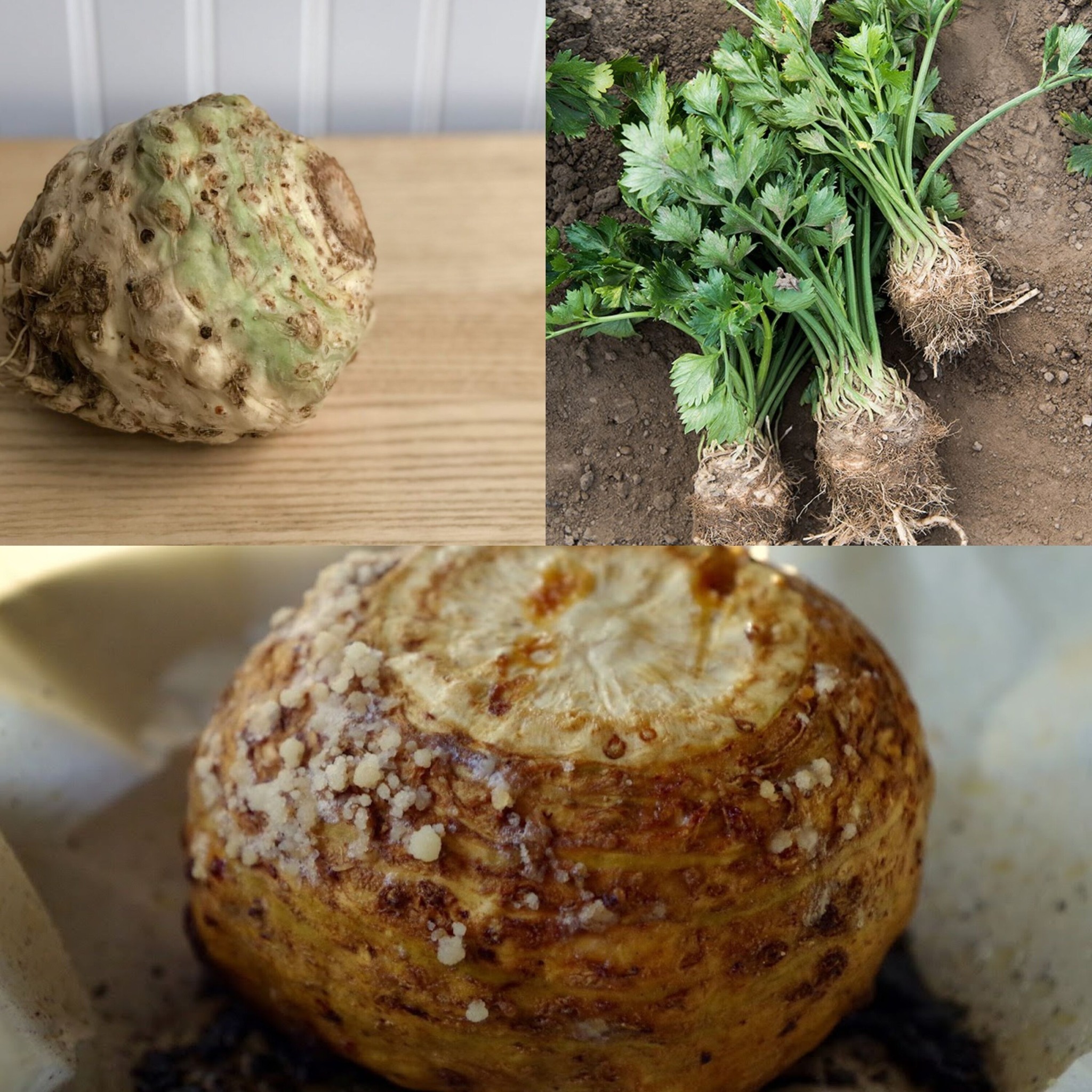 Cooking with Celery Root: Shed Pounds with This Healthy Root Vegetable