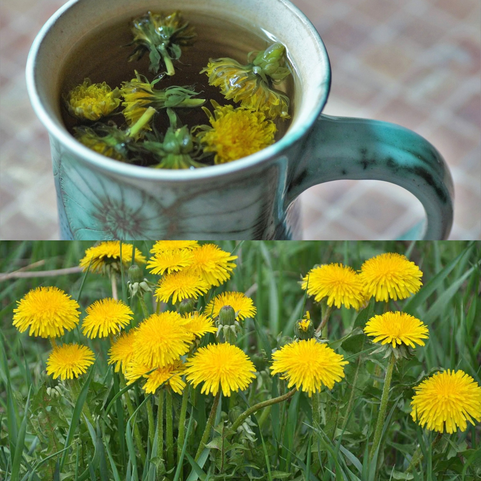 5 Reasons to Drink Dandelion Tea Every Night