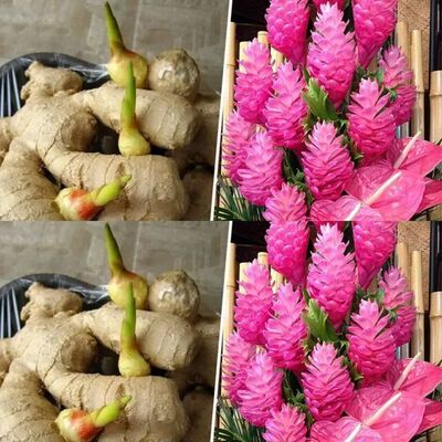 How to Grow an Endless Supply of Ginger Indoors