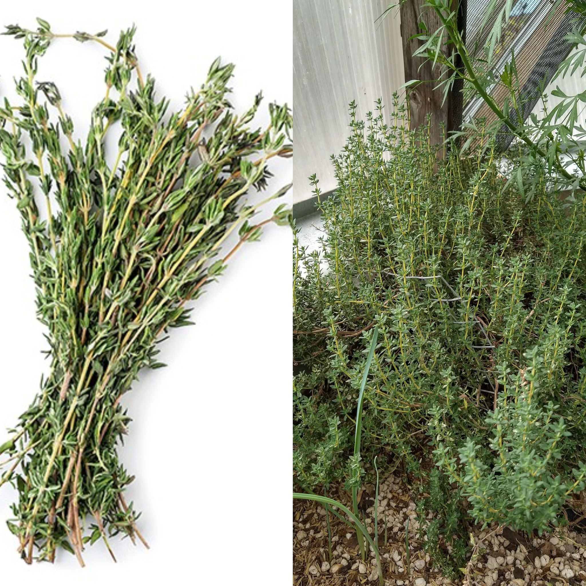 The Healing Powers of Thyme: A Natural Remedy for Mind and Body