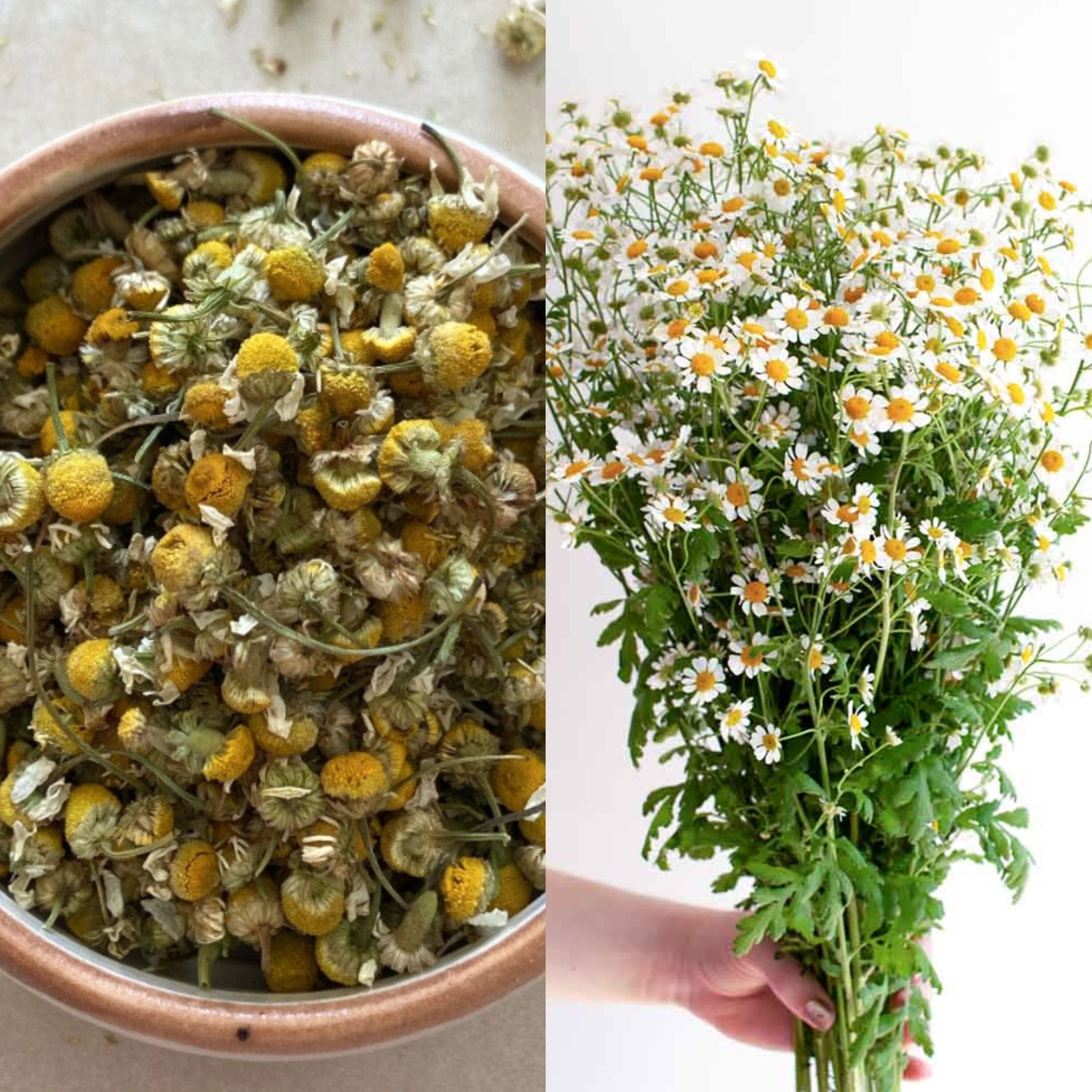 How to Grow Chamomile From a Teabag! – Easy and Cheap