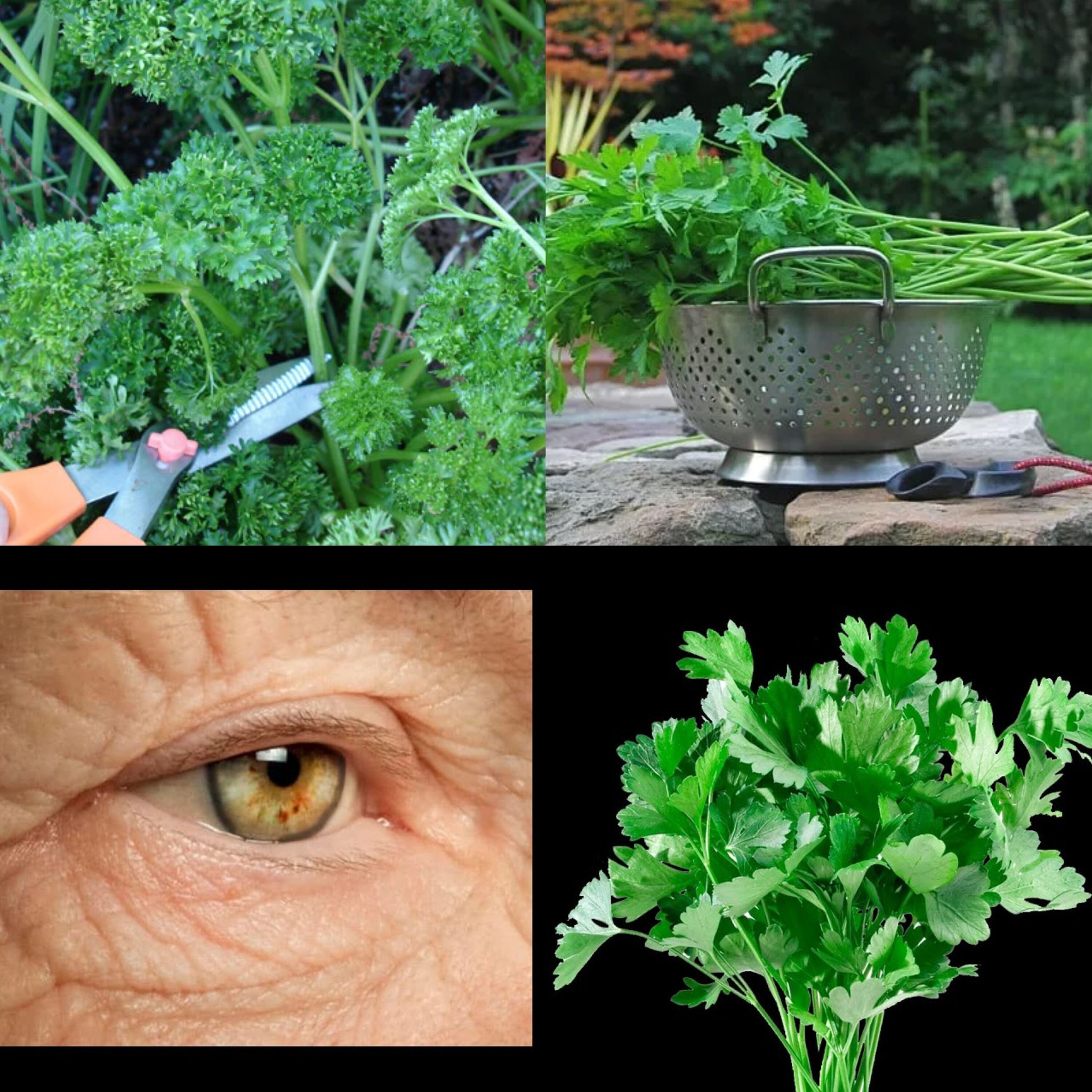 Unbelievable! I Have 100% Restored My Vision! Effective Drink for Vision Using Parsley