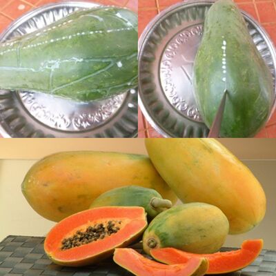 Discover the Secret Power of Papaya Sap