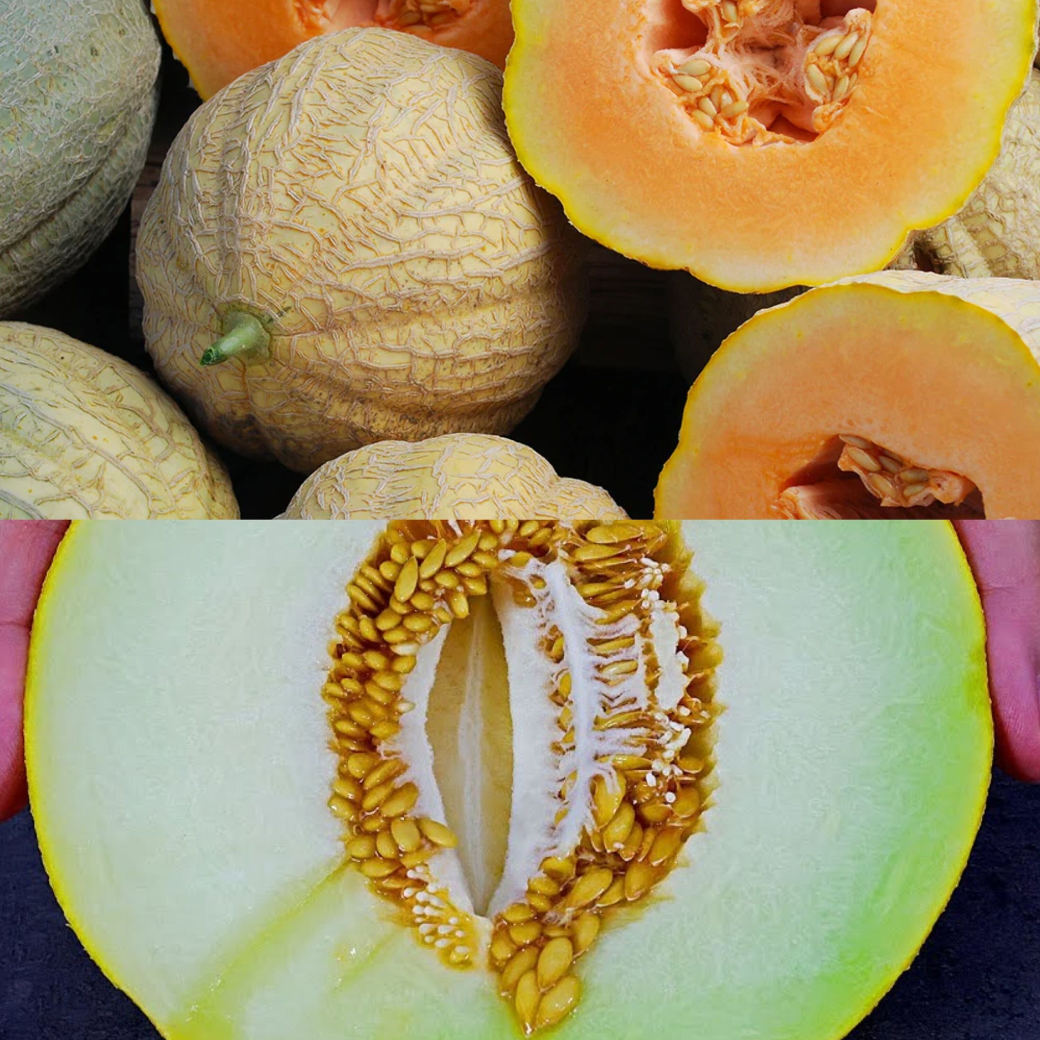 Melon Seeds: A Natural Remedy for Escherichia coli and Urinary Infections