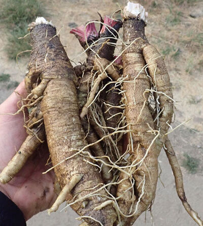 Burdock Root: Your Path to Good Health