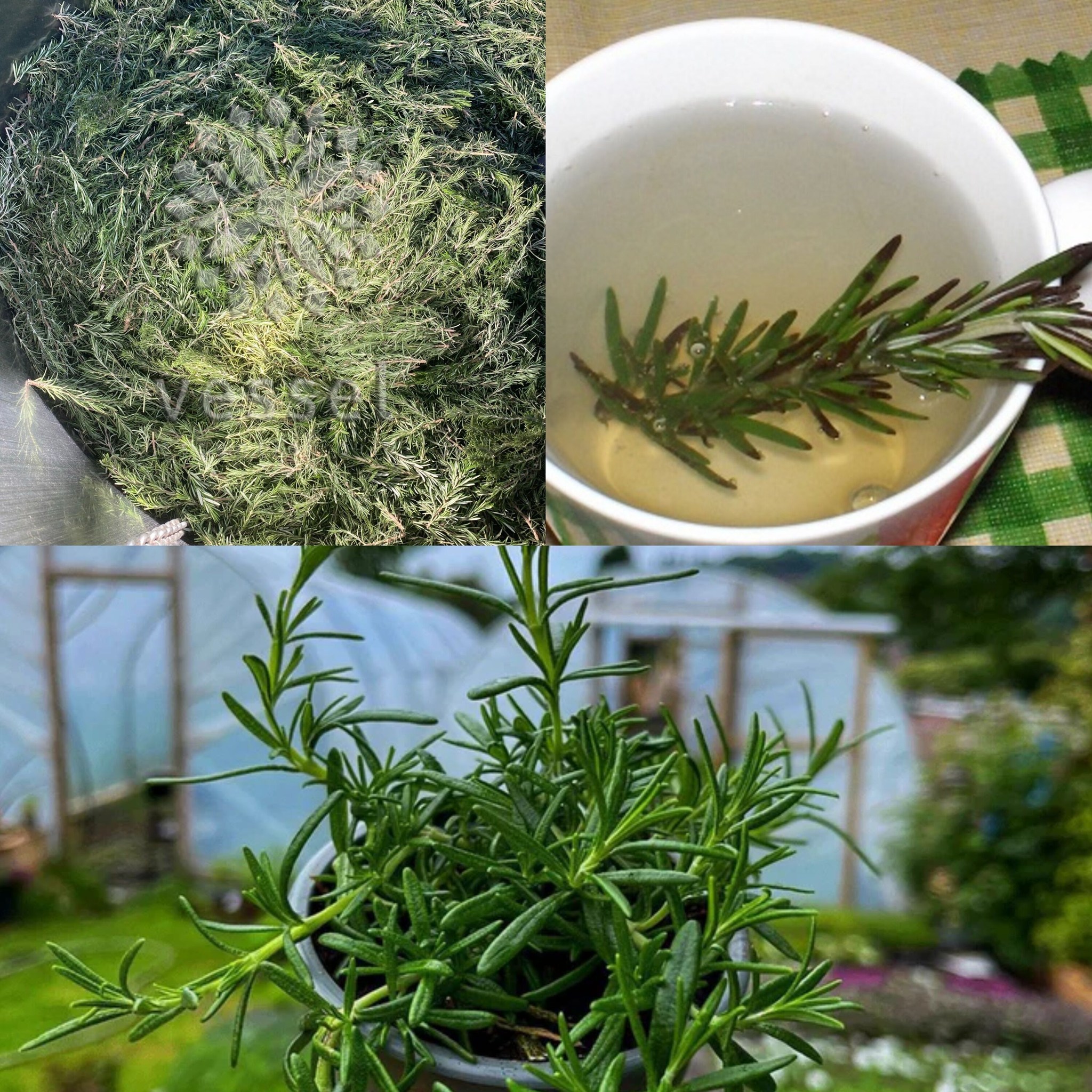 8 Benefits of Rosemary You Should Know! | Rosemary Uses and Benefits