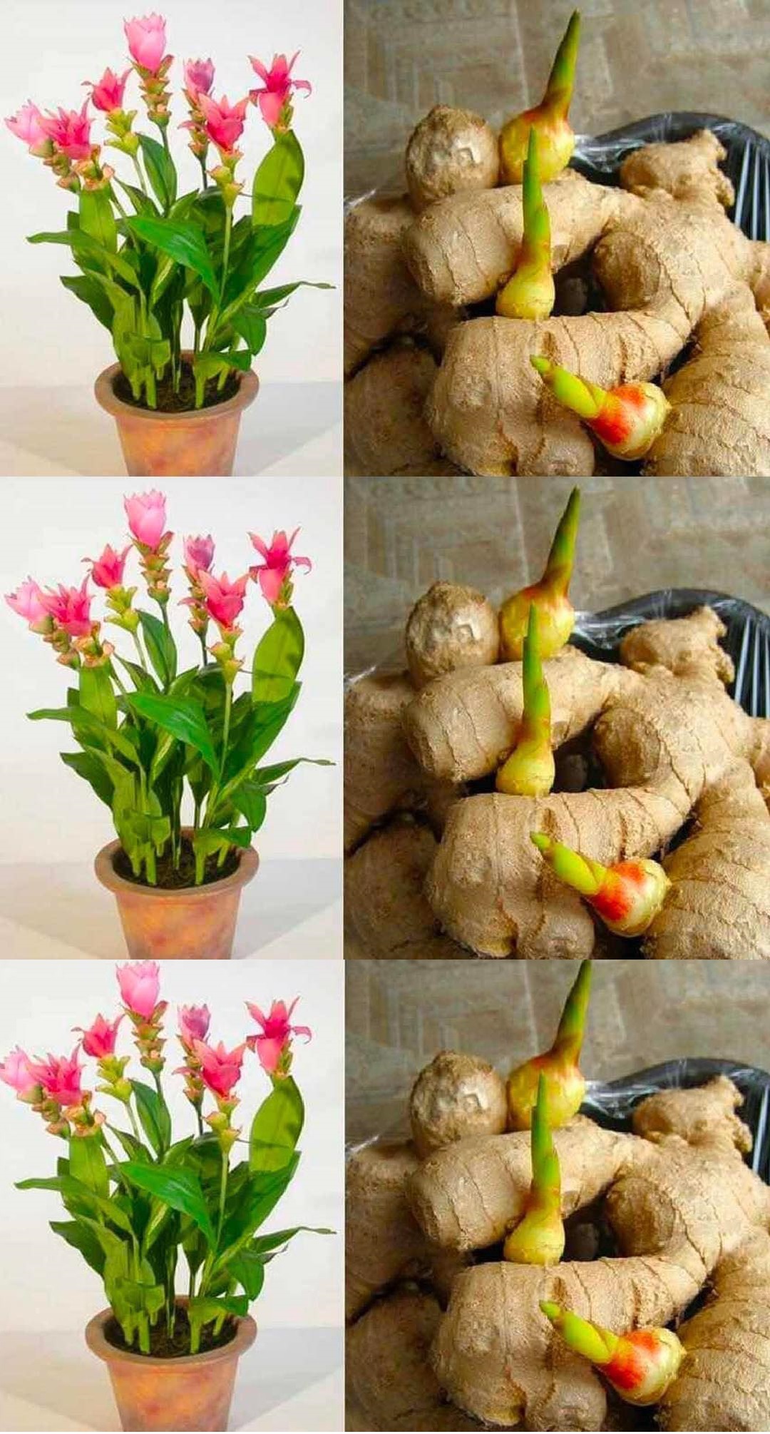 How to grow ginger at home with simple methods