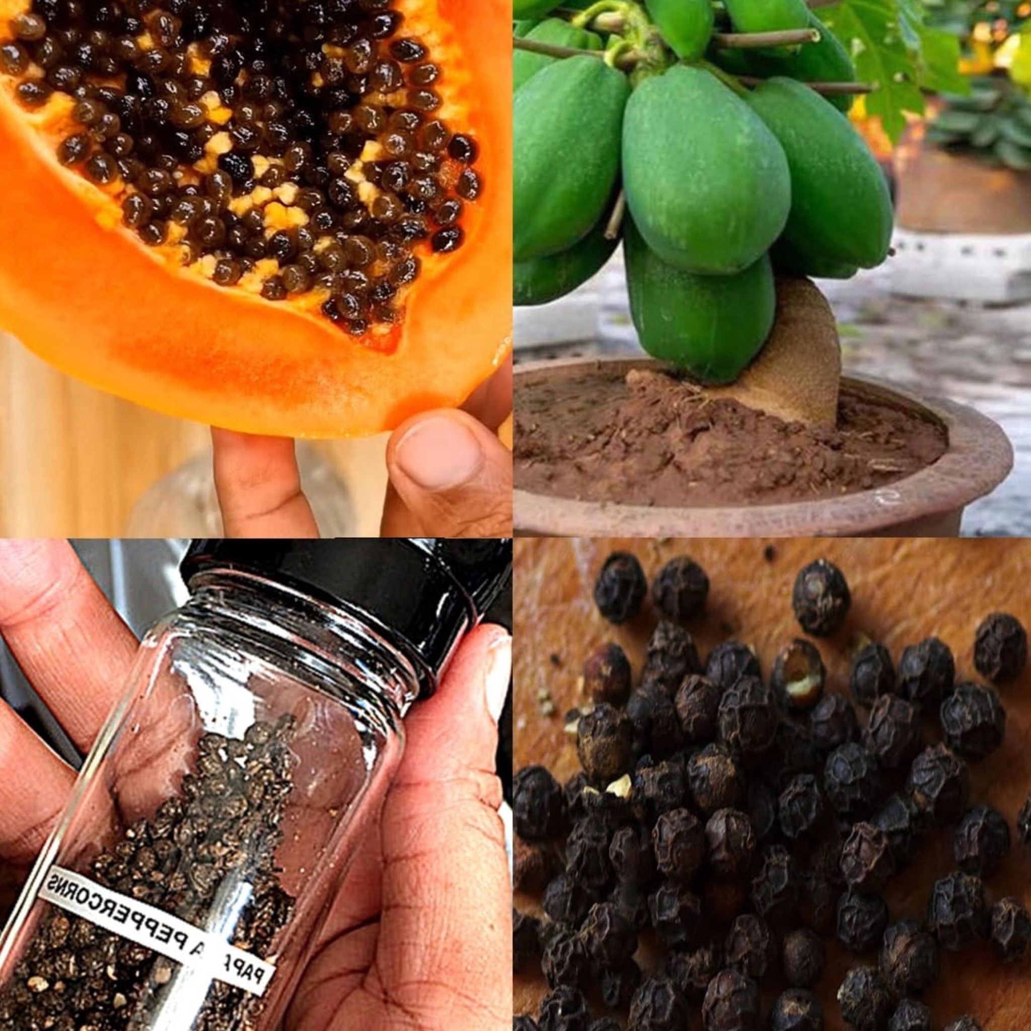 The Amazing Health Benefits of Papaya Seeds: A Natural Powerhouse