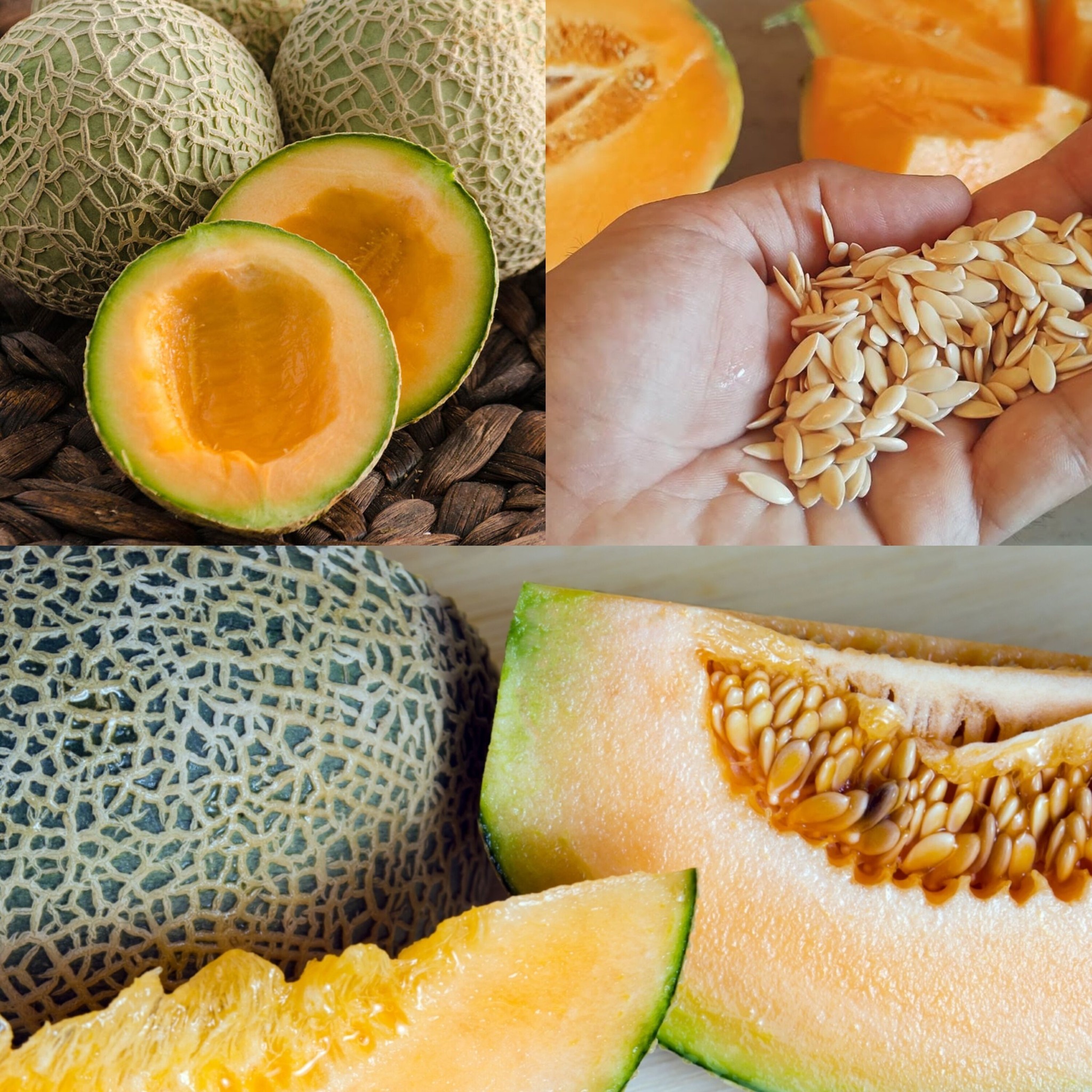 Don’t Discard Them: The Amazing Health Benefits of Melon Seeds