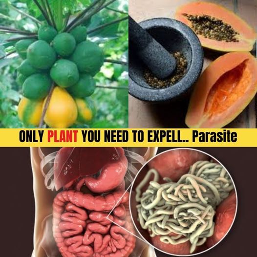 The Hidden Dangers of Parasites