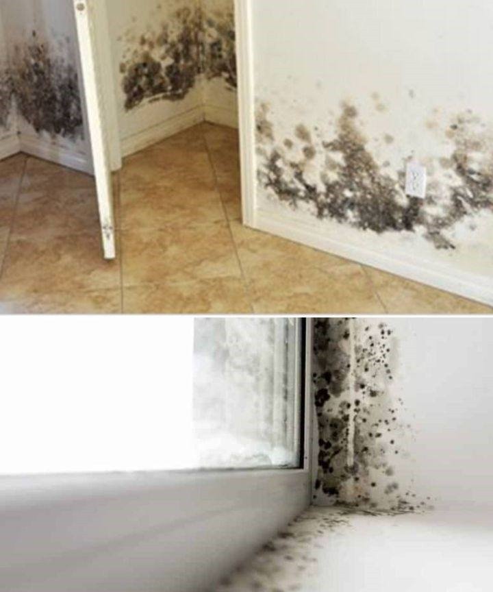 Say Goodbye to Mold Naturally: A Simple and Eco-Friendly Solution