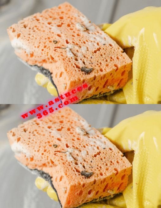 Does your sponge smell bad? Try this Tip to Bring Him Back to Life!