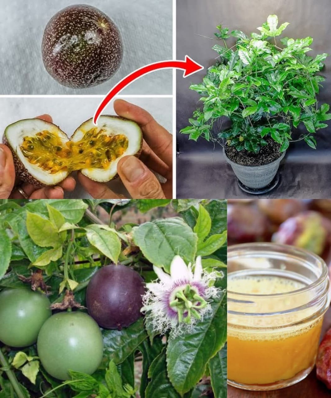 Great tip for growing passion fruit, high yield and big fruit