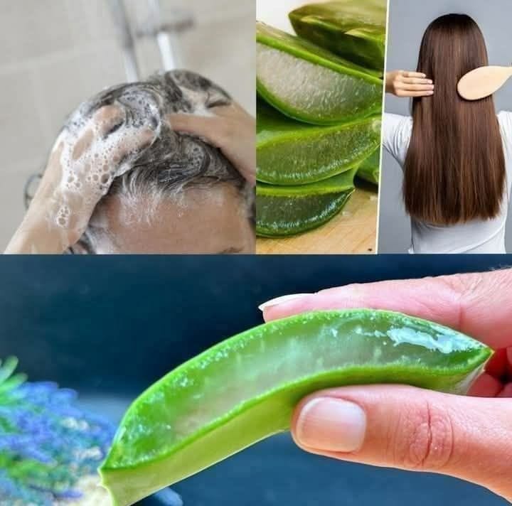 Hairs growing like crazy and not falling out! Aloe Vera – The best remedy for hair