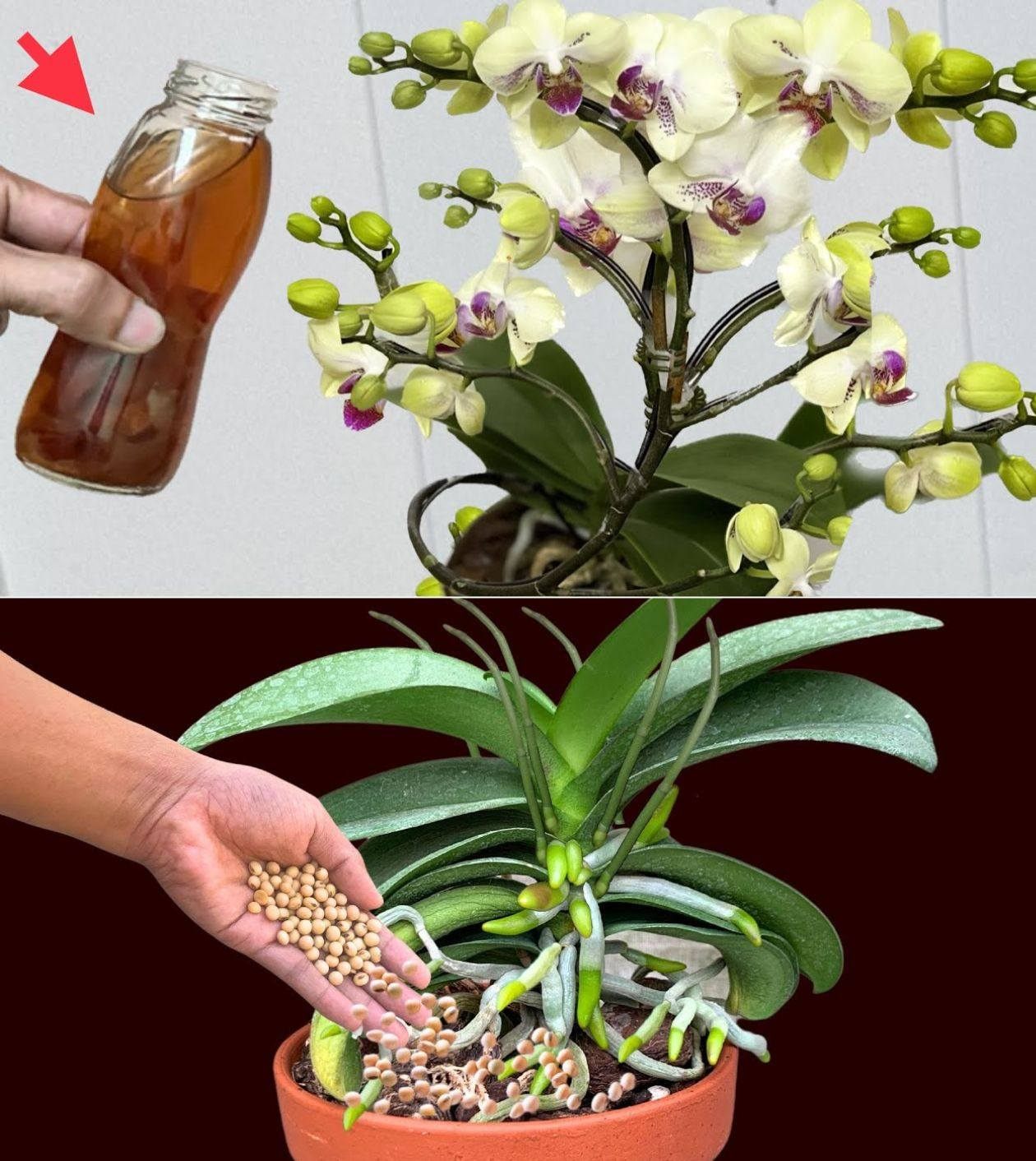 The Florist’s Secret to Very Blooming Orchids